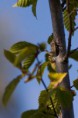 /album/georges-faure-macros/punaise-dsc-5489-jpg/
