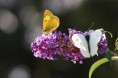 /album/georges-faure-macros/citron-et-pieride-dsc-5535-jpg/
