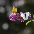 /album/georges-faure-macros/citron-pieride-dsc-5535-jpg/