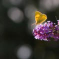 /album/georges-faure-macros/citron-pieride-dsc-5536-jpg/