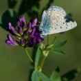 /album/georges-faure-macros/lycene-bleu-dsc-5544-jpg/