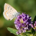 /album/georges-faure-macros/lycene-bleu-dsc-5541-jpg/