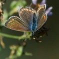 /album/georges-faure-macros/lycene-dsc-5550-jpg/