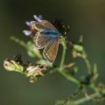 /album/georges-faure-macros/lycene-dsc-5550-1-jpg/