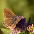 /album/georges-faure-macros/lycene-marron-dsc-5540-jpg/