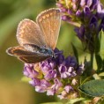 /album/georges-faure-macros/lycene-marron-dsc-5543-jpg/