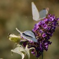 /album/georges-faure-macros/pierides-3-dsc-5511-jpg/