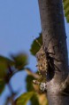 /album/georges-faure-macros/punaise-crop-dsc-5489-jpg/