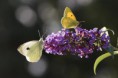 /album/macros/citron-et-pieride-dsc-5532-filtered-jpg1/