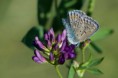 /album/macros/lycene-bleu-dsc-5545-jpg1/
