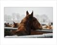 /album/test/cheval-40-x-50-copie-jpg/