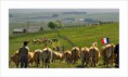 /album/test/transhumance-30-x-50-copie-jpg/